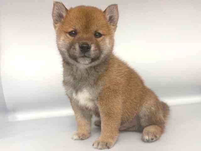 大阪府の柴犬(標準サイズ) (ひごペットフレンドリー岸和田店/2025年10月11日生まれ/男の子/赤)の子犬の3枚目の画像