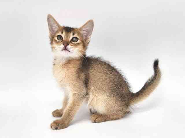 大阪府のアビシニアン (ひごペットフレンドリー泉ヶ丘店/2025年10月11日生まれ/男の子/ルディ)の子猫の3枚目の画像