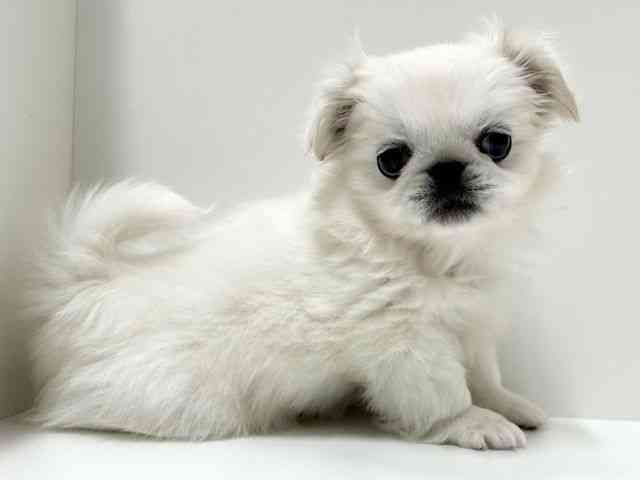 愛知県のペキニーズ (ひごペットフレンドリーららぽーと名古屋みなとアクルス店/2025年10月6日生まれ/男の子/ホワイト)の子犬の3枚目の画像