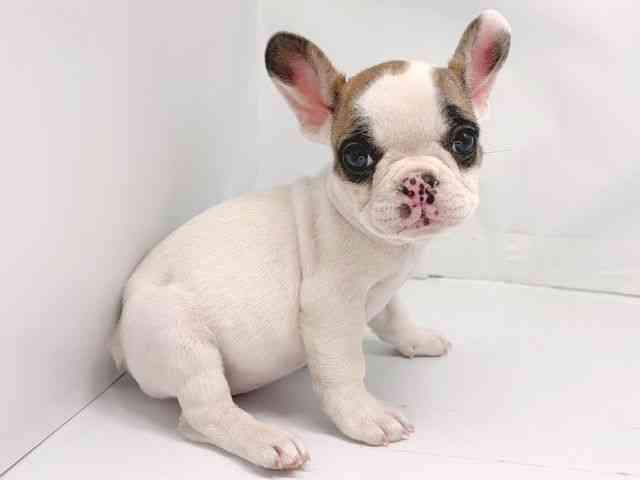 京都府のフレンチブルドッグ (ひごペットフレンドリー洛北阪急スクエア店/2025年10月11日生まれ/女の子/パイド)の子犬の3枚目の画像