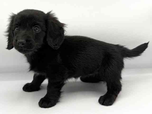 大阪府のミニチュアダックスフンド(ロング) (ひごペットフレンドリーららぽーとEXPOCITY店/2025年10月12日生まれ/女の子/ブラック)の子犬の3枚目の画像