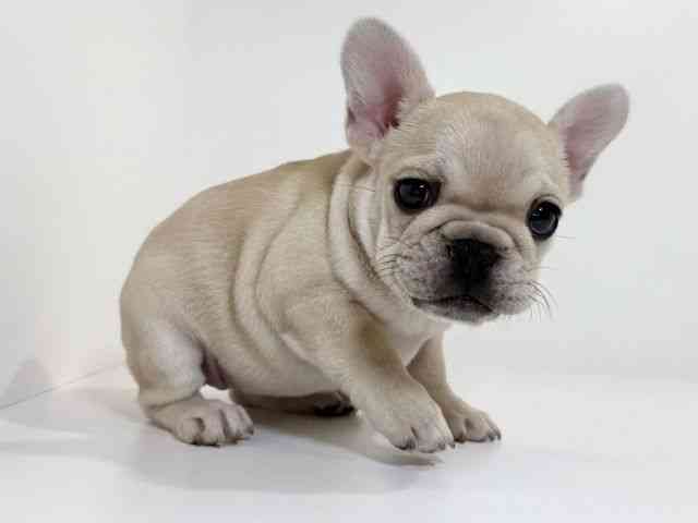 兵庫県のフレンチブルドッグ (ひごペットフレンドリーイトーヨーカドー明石店/2025年10月11日生まれ/女の子/クリーム)の子犬の3枚目の画像