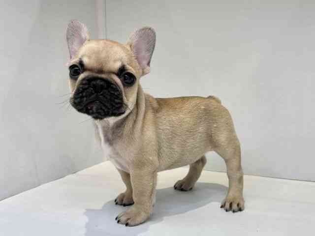 大阪府のフレンチブルドッグ (ひごペットフレンドリーセブンパーク天美店/2025年10月11日生まれ/男の子/フォーンブラックマスク)の子犬の3枚目の画像