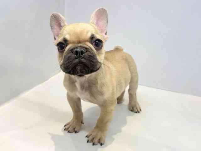 大阪府のフレンチブルドッグ (ひごペットフレンドリーセブンパーク天美店/2025年10月11日生まれ/男の子/フォーンブラックマスク)の子犬の3枚目の画像