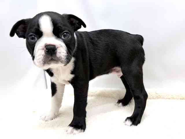 広島県のボストンテリア (ひごペットフレンドリーゆめタウン廿日市店/2025年10月10日生まれ/男の子/ボストンカラー)の子犬の3枚目の画像