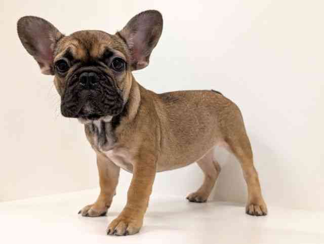 福岡県のフレンチブルドッグ (ひごペットフレンドリーリバーウォーク北九州店/2025年10月10日生まれ/女の子/フォーン)の子犬の3枚目の画像