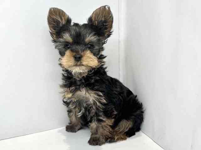 大阪府のヨークシャーテリア (ひごペットフレンドリーセブンパーク天美店/2025年10月10日生まれ/女の子/スチールブルータン)の子犬の3枚目の画像