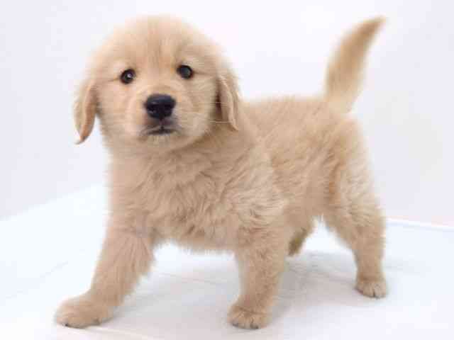 大阪府のゴールデンレトリバー (ひごペットフレンドリーいこらもーる泉佐野店/2025年10月10日生まれ/女の子/ゴールデン)の子犬の3枚目の画像