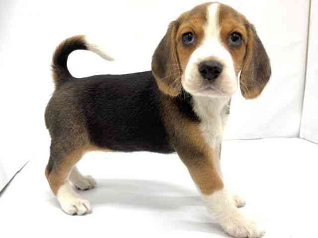 大阪府のビーグル (ひごペットフレンドリーイオンタウン茨木太田店/2025年10月10日生まれ/女の子/ブラックホワイトタン)の子犬の3枚目の画像