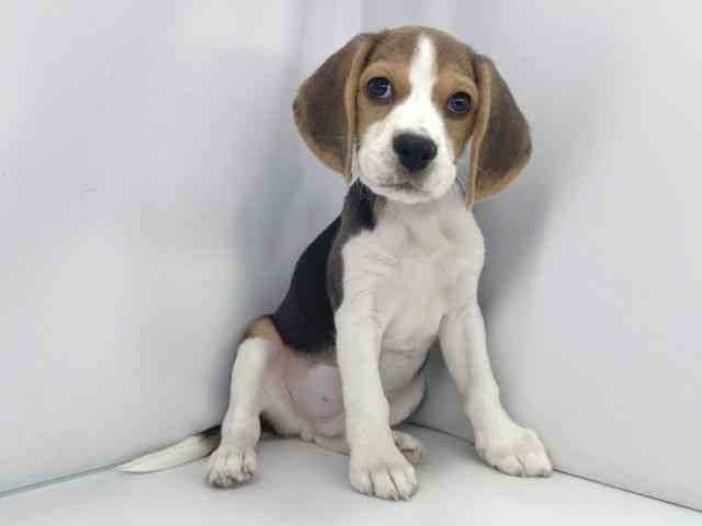 兵庫県のビーグル (ひごペットフレンドリーイオンタウン加古川店/2025年10月11日生まれ/男の子/ブラックホワイトタン)の子犬の3枚目の画像