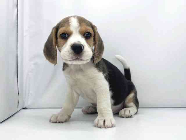 兵庫県のビーグル (ひごペットフレンドリーイオンタウン加古川店/2025年10月11日生まれ/男の子/ブラックホワイトタン)の子犬の3枚目の画像