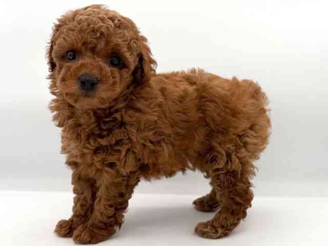 大阪府のトイプードル(トイ) (ひごペットフレンドリーイオンそよら海老江店/2025年10月11日生まれ/女の子/レッド)の子犬の3枚目の画像