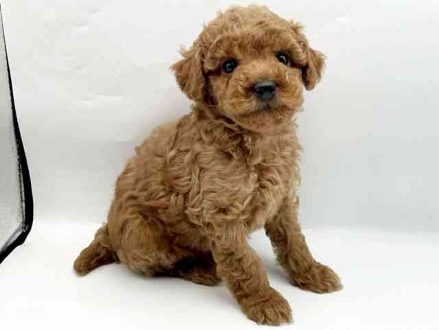 奈良県のトイプードル(トイ) (ひごペットフレンドリートナリエ大和高田店/2025年10月11日生まれ/男の子/レッド)の子犬の3枚目の画像