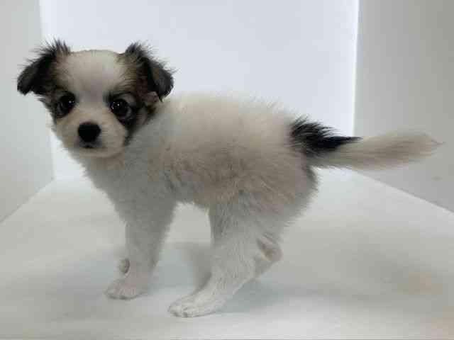 大阪府のパピチー/チワパピ(パピヨン×チワワ) (ひごペットフレンドリーアクロスプラザ住之江店/2025年10月11日生まれ/女の子/ホワイトレッド)の子犬の3枚目の画像