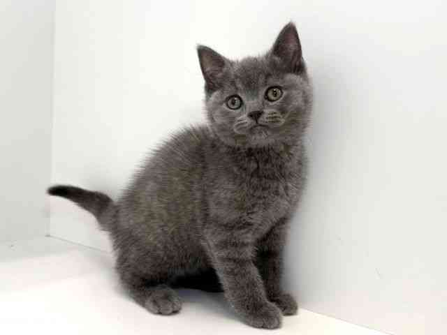 兵庫県のブリティッシュショートヘアー (ひごペットフレンドリーイトーヨーカドー明石店/2025年10月11日生まれ/男の子/ブルー)の子猫の3枚目の画像