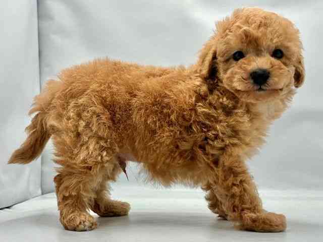 大阪府のマルプー(マルチーズ×プードル) (ひごペットフレンドリー東淀川店/2025年10月10日生まれ/男の子/アプリコット)の子犬の3枚目の画像