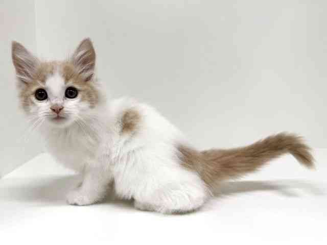 福岡県のノルウェージャンフォレストキャット (ひごペットフレンドリーリバーウォーク北九州店/2025年10月7日生まれ/男の子/クリームホワイト)の子猫の3枚目の画像