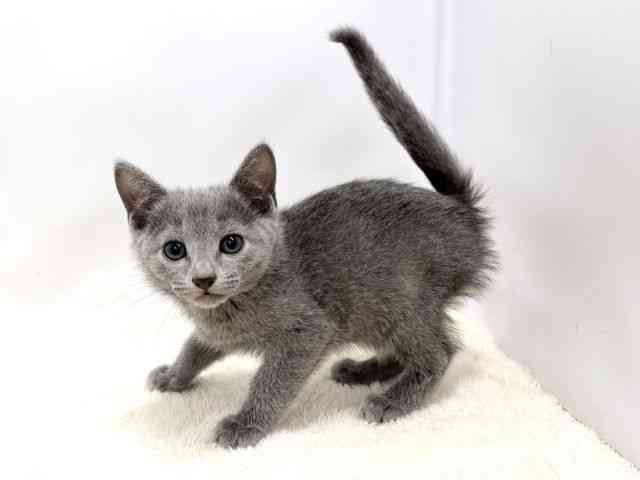 広島県のロシアンブルー (ひごペットフレンドリーゆめタウン廿日市店/2025年10月10日生まれ/男の子/ブルー)の子猫の3枚目の画像