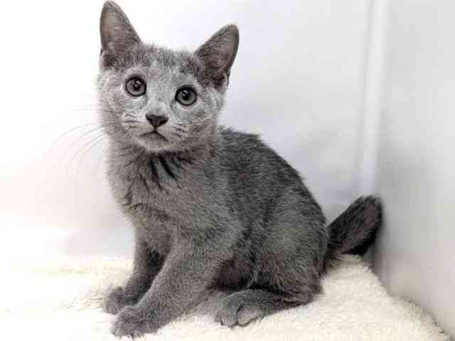 広島県のロシアンブルー (ひごペットフレンドリーゆめタウン廿日市店/2025年10月10日生まれ/男の子/ブルー)の子猫の3枚目の画像