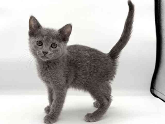 大阪府のロシアンブルー (ひごペットフレンドリーイオンそよら海老江店/2025年10月10日生まれ/女の子/ブルー)の子猫の3枚目の画像