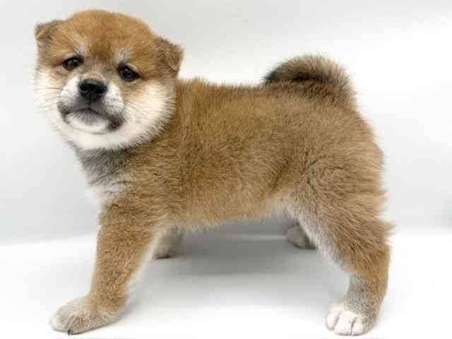 大阪府の柴犬(標準サイズ) (ひごペットフレンドリーららぽーとEXPOCITY店/2025年10月11日生まれ/男の子/赤)の子犬の3枚目の画像