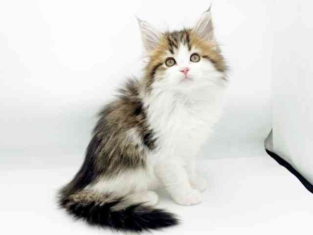 兵庫県のメインクーン (ひごペットフレンドリーコロワ甲子園店/2025年10月3日生まれ/男の子/ブラウンタビーホワイト)の子猫の3枚目の画像