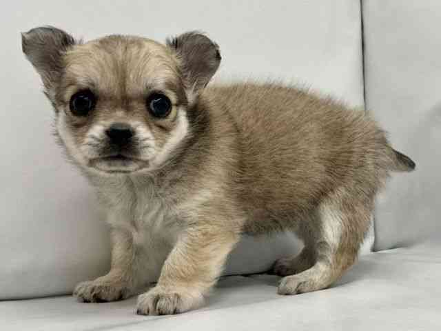 大阪府のチワワ(ロング) (ひごペットフレンドリー東淀川店/2025年10月10日生まれ/女の子/フォーンホワイト)の子犬の3枚目の画像