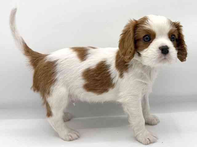 大阪府のキャバリアキングチャールズスパニエル (ひごペットフレンドリーららぽーとEXPOCITY店/2025年10月10日生まれ/男の子/ブレンハイム)の子犬の3枚目の画像