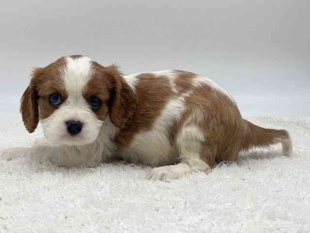 島根県のキャバリアキングチャールズスパニエル (ひごペットフレンドリーイオンモール出雲店/2025年10月10日生まれ/女の子/ブレンハイム)の子犬の3枚目の画像