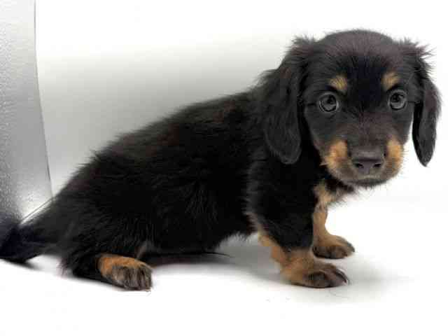 愛知県のミニチュアダックスフンド(ロング) (ひごペットフレンドリープライムツリー赤池店/2025年10月10日生まれ/男の子/ブラックタン)の子犬の3枚目の画像