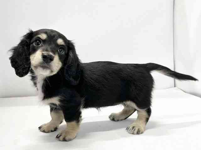 愛媛県のミニチュアダックスフンド(ロング) (ひごペットフレンドリーイオンモール今治新都市店/2025年10月10日生まれ/女の子/ブラックイエロー)の子犬の3枚目の画像