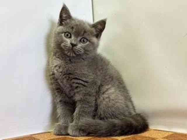 愛媛県のブリティッシュショートヘアー (ひごペットフレンドリーエミフルMASAKI店/2025年10月10日生まれ/女の子/ブルー)の子猫の3枚目の画像