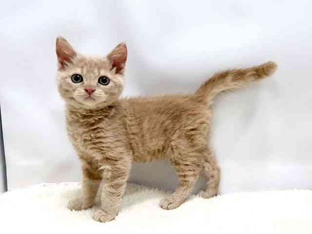 広島県のセルカークレックス (ひごペットフレンドリーゆめタウン廿日市店/2025年10月6日生まれ/男の子/クリーム)の子猫の3枚目の画像