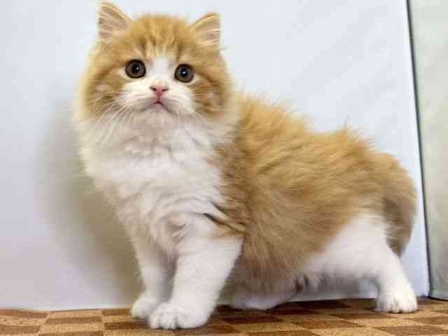 愛媛県のスコティッシュフォールド (ひごペットフレンドリーエミフルMASAKI店/2025年10月1日生まれ/男の子/レッドタビーホワイト)の子猫の3枚目の画像