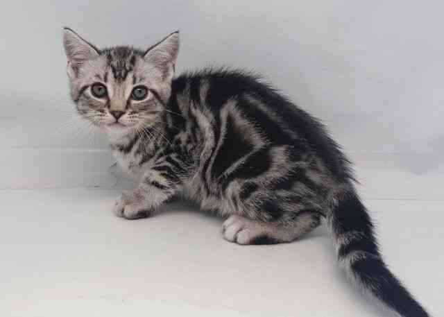 鳥取県のアメリカンショートヘアー (ひごペットフレンドリーイオンモール鳥取北店/2025年10月12日生まれ/男の子/シルバータビー)の子猫の3枚目の画像