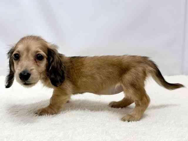 広島県のミニチュアダックスフンド(ロング) (ひごペットフレンドリーゆめタウン廿日市店/2025年10月12日生まれ/女の子/シェーデットイエロー)の子犬の3枚目の画像