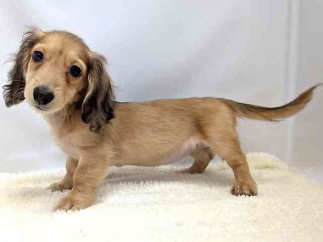 広島県のミニチュアダックスフンド(ロング) (ひごペットフレンドリーゆめタウン廿日市店/2025年10月12日生まれ/女の子/シェーデットイエロー)の子犬の3枚目の画像