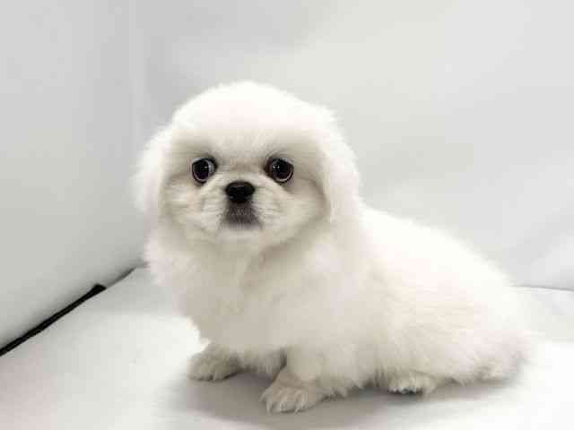 愛媛県のペキニーズ (ひごペットフレンドリーイオンモール今治新都市店/2025年10月11日生まれ/女の子/ホワイト)の子犬の3枚目の画像