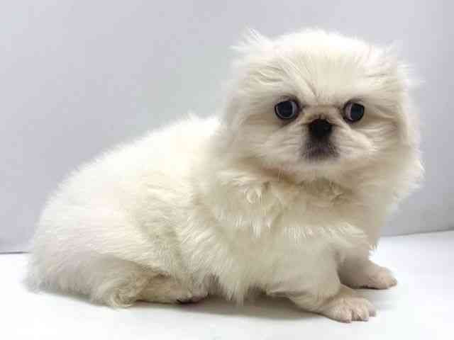 奈良県のペキニーズ (ひごペットフレンドリー奈良パワーシティ店/2025年10月11日生まれ/女の子/ホワイト)の子犬の3枚目の画像