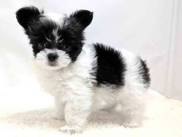 広島県のチワマル/マルチワ(チワワ×マルチーズ) (ひごペットフレンドリーゆめタウン廿日市店/2025年10月12日生まれ/男の子/ホワイトブラック)の子犬の3枚目の画像