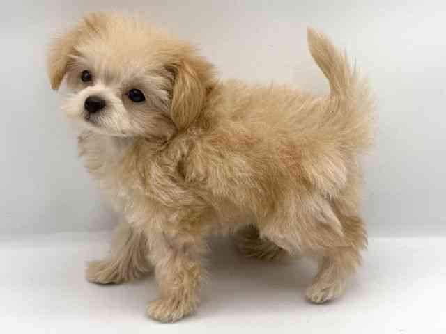 大阪府のチワプー/プーチー(チワワ×プードル) (ひごペットフレンドリーららぽーとEXPOCITY店/2025年10月10日生まれ/男の子/クリーム)の子犬の3枚目の画像