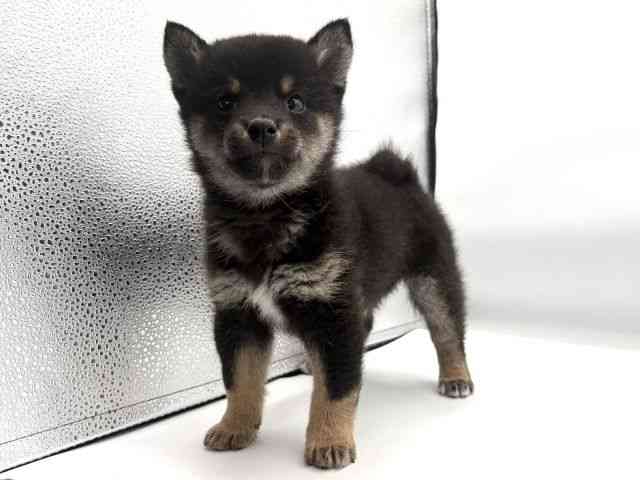 大阪府の柴犬(標準サイズ) (ひごペットフレンドリーイオンそよら海老江店/2025年10月6日生まれ/男の子/黒)の子犬の3枚目の画像