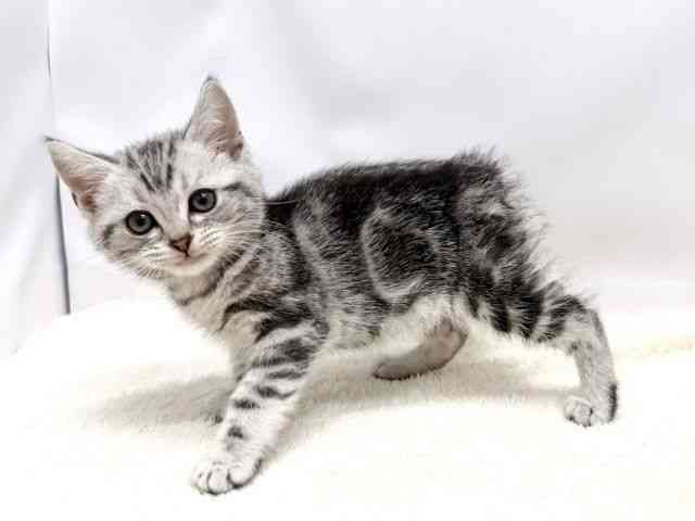 広島県のアメリカンショートヘアー (ひごペットフレンドリーゆめタウン廿日市店/2025年10月12日生まれ/男の子/シルバータビー)の子猫の3枚目の画像