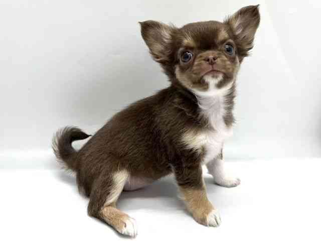 京都府のチワワ(ロング) (ひごペットフレンドリー京都店/2025年10月12日生まれ/女の子/チョコレートタンホワイト)の子犬の3枚目の画像