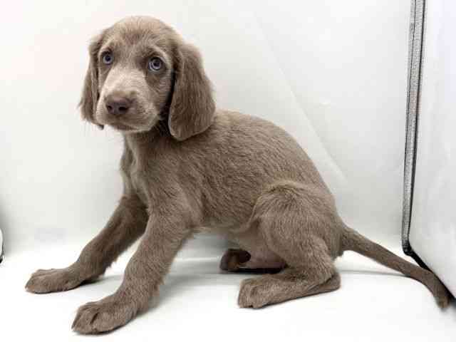 京都府のワイマラナー (ひごペットフレンドリー京都店/2025年10月10日生まれ/男の子/グレー)の子犬の3枚目の画像