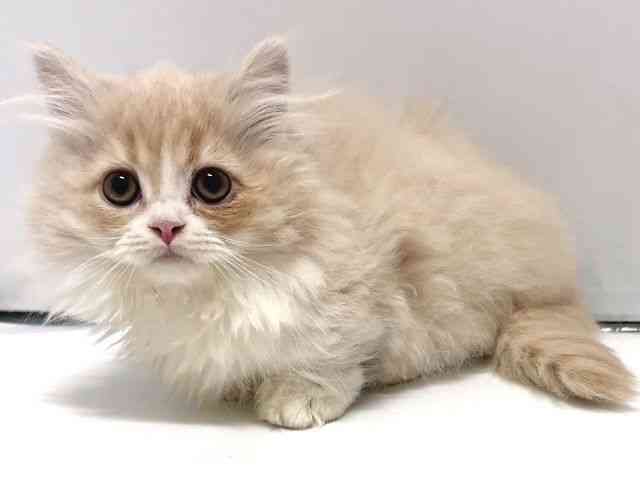 奈良県のマンチカン (ひごペットフレンドリー奈良パワーシティ店/2025年10月5日生まれ/男の子/クリームタビーホワイト)の子猫の3枚目の画像