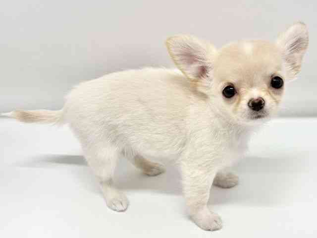 大阪府のチワワ(ロング) (ひごペットフレンドリーイオンタウン豊中庄内店/2025年10月12日生まれ/女の子/クリーム)の子犬の3枚目の画像