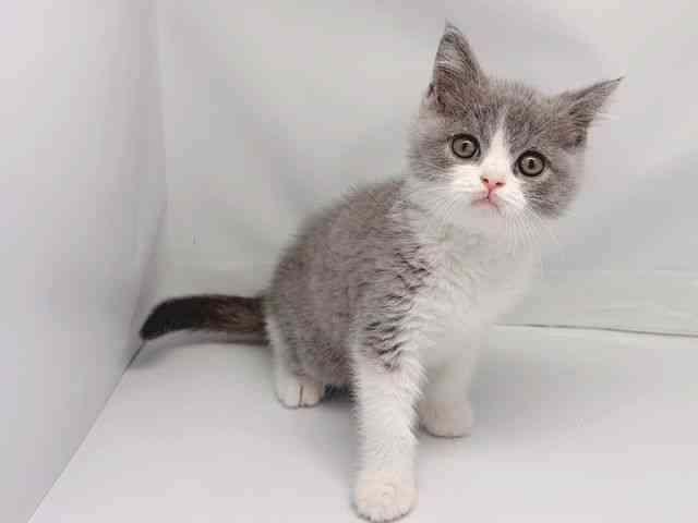 京都府のブリティッシュショートヘアー (ひごペットフレンドリー洛北阪急スクエア店/2025年10月11日生まれ/男の子/ブルーホワイト)の子猫の3枚目の画像
