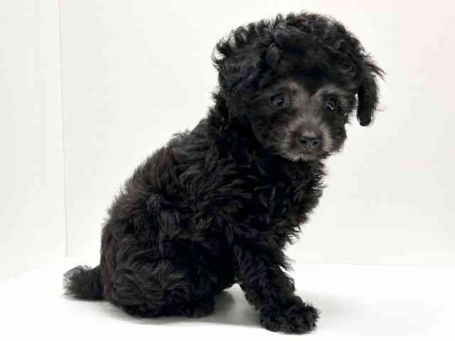 愛知県のトイプードル(トイ) (ひごペットフレンドリーららぽーと名古屋みなとアクルス店/2025年10月11日生まれ/男の子/シルバー)の子犬の3枚目の画像