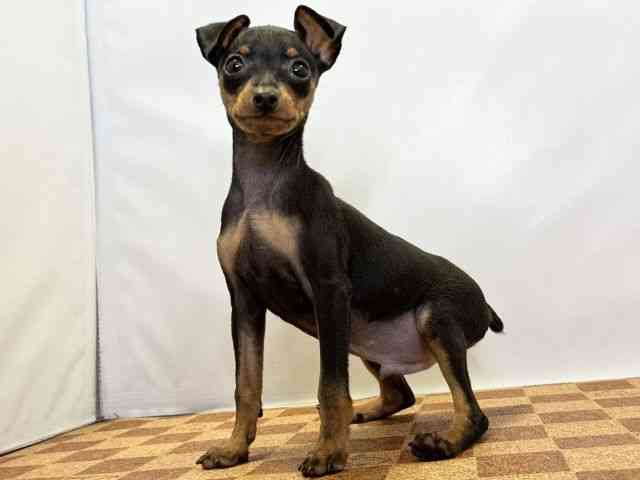 愛媛県のミニチュアピンシャー (ひごペットフレンドリーエミフルMASAKI店/2025年10月10日生まれ/男の子/ブラックタン)の子犬の3枚目の画像